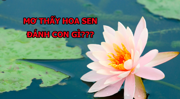 Giải Mã Giấc Mơ Thấy Hoa Sen - Sổ mơ lô đề KQXS