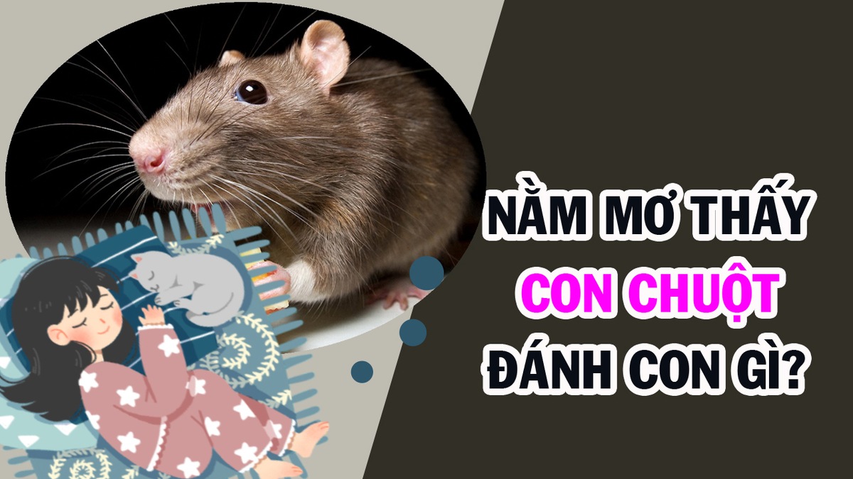 Giải Mã Giấc Mơ Thấy Chuột - Sổ mơ lô đề KQXS