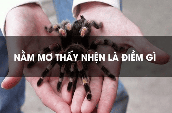 Giải Mã Giấc Mơ Thấy Nhện - Sổ mơ lô đề KQXS