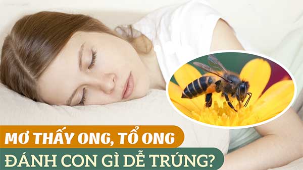 Giải Mã Giấc Mơ bị ong đốt - Có xui xẻo như bạn nghĩ